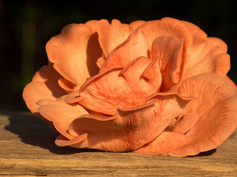 Gorgeous fresh pink oyster gourmet edible mushrooms background